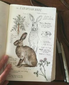 a hand holding an open book with drawings of rabbits and other animals on the pages