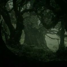 an old tree in the middle of a foggy forest