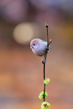 a small bird sitting on top of a tree branch