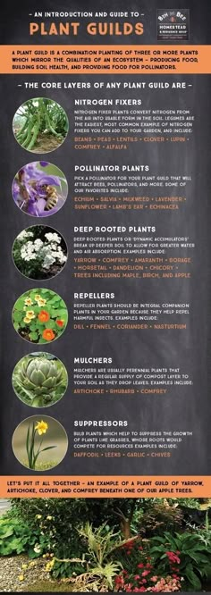 an info sheet describing the different types of plants and how they are used to grow them