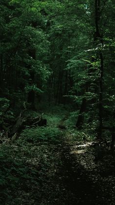 a path in the middle of a forest with lots of trees and leaves on it