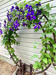 purple flowers growing on the side of a house