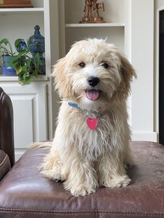 a small white dog sitting on top of a brown leather chair