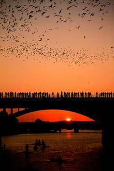 many birds are flying in the sky over water and bridge at sunset with people standing on it