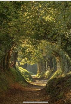 a dirt road surrounded by green trees and leaves on both sides with a white line in the middle