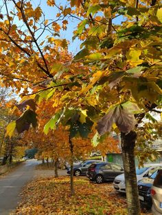 cars parked on the side of a road in front of trees with leaves all over them