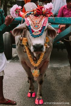 a cow with decorations on its head standing next to a man in shorts and sandals