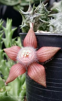 a close up of a flower on a plant in a pot with other plants behind it