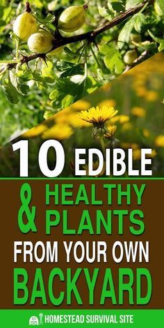 the title for 10 edible and healthy plants from your own backyard