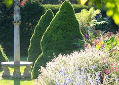 a garden with various types of bushes and flowers