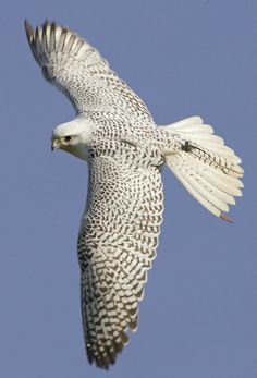 a large white bird flying in the sky