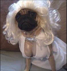 a pug dog dressed up in a wig and dress