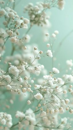 some white flowers on a green background