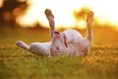 a small white dog laying on its back in the grass