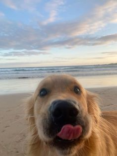 a close up of a dog at the beach with its tongue out and his mouth open