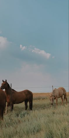 three horses are standing in the grass near a wire fence and barbed wire on a cloudy day