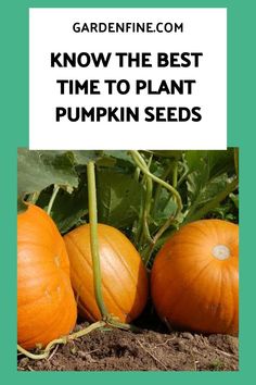 Since pumpkins take a long time to growyou should plant them as soon as possibleThis is one of the best vegetable garden ideasThe best time to plant Pumpkins Growing, Mystic Garden, Gardening Guide