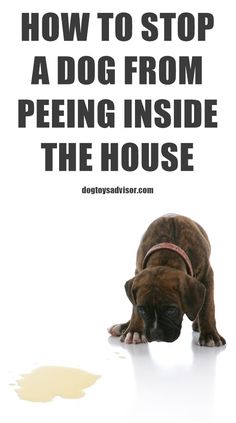 a dog is sniffing the floor in front of a sign that says, how to stop a dog from peeing inside the house