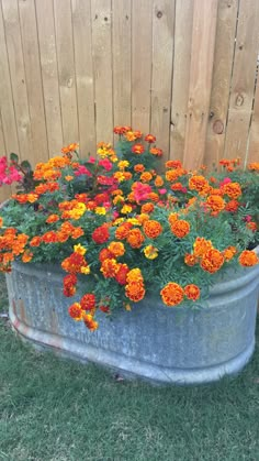 an old metal tub filled with lots of orange and red flowers next to a wooden fence