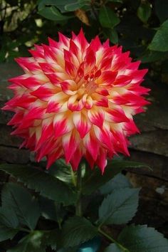 Dahlias Garden, Gladioli, Blossom Garden, Flower Gardens, 수채화 그림, Rare Flowers, Dahlia Flower, Beautiful Rose Flowers