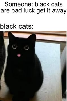 Image Chat, Silly Cats Pictures, Cute Cats Photos, A Black Cat, Funny Animal Jokes, Hilarious Memes, Silly Animals, Funny Animal Memes, Cute Animal Photos