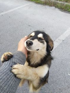 a person petting a black and white dog on the street