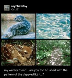 four different pictures with the same animal in it's own photo and caption