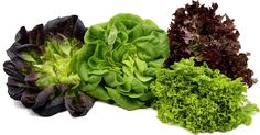 lettuce and leafy greens laid out on a white surface with clippings