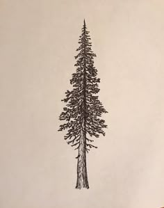 a pencil drawing of a pine tree on a piece of paper in front of a white wall