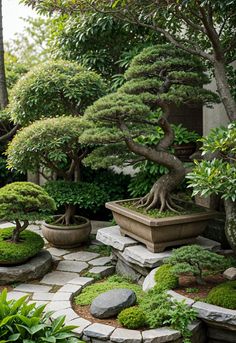 bonsai trees and rocks in a garden