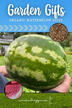 Garden Gifts - Organic Watermelon Seeds Summer Gardens, Watermelon Seeds, Organic Seeds, Small Space Gardening, Fruit Garden, Vegetable Gardening, Hot Day, Easy Garden