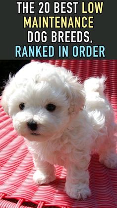 a small white dog standing on top of a pink blanket with the words, the 20 best low maintenance dog breeds rank in order