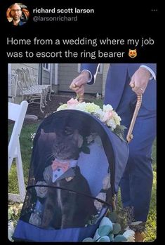 Very impurrressive! 👏💍 #wedding #ringbearer #catsmeow 웃긴 사진, Funny Animal Memes, Funny Cute Cats, Animal Jokes, Silly Cats, Ring Bearer, Cute Creatures, Pretty Cats, The Ring