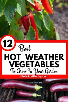 the best hot weather vegetables to grow in your garden, including eggplant and peppers