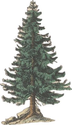 a drawing of a pine tree on a white background