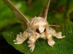 a small insect sitting on top of a green leaf