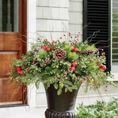 a potted plant with berries and pine cones on the side of a house in front of a door