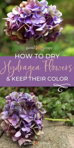 purple flowers with text overlay how to dry hydrangea flowers and keep their color