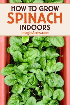 how to grow spinach indoors in an orange container with text overlay reading how to grow spinach indoors