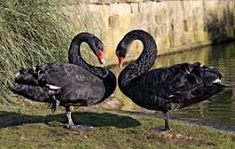 two black swans standing next to each other