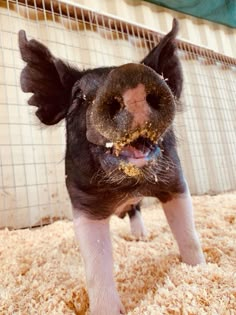 a small pig standing on top of a pile of dirt next to a cage wall