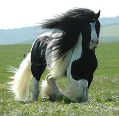 a black and white horse with long hair running in the grass on a sunny day