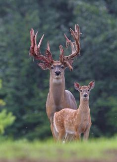 two deer standing next to each other in front of green grass and trees with one looking at the camera