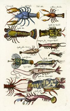 an illustration of different types of lobsters