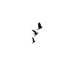 three birds flying in the sky together