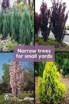 several different types of trees and shrubs in the garden with text overlay that reads narrow trees for small yards