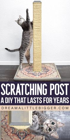 a cat standing on top of a scratching post with the caption saying, scratching post a diy that lasts for years