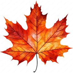 an orange maple leaf on a white background