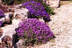 purple flowers are growing on the side of a rock garden bed in front of a stone wall