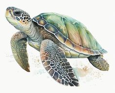 a watercolor painting of a green sea turtle